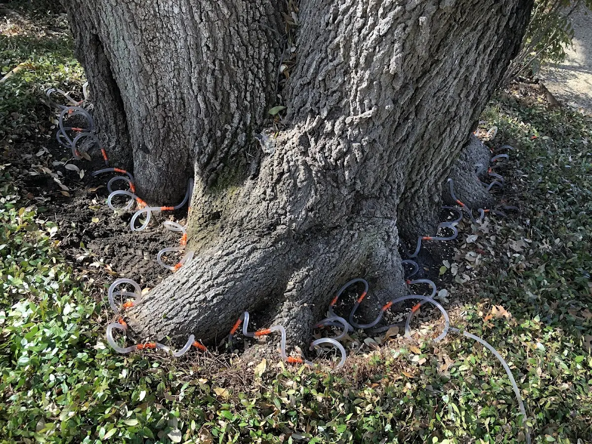 Detailed Tree Cabling and Bracing job site in Bloomington Springs