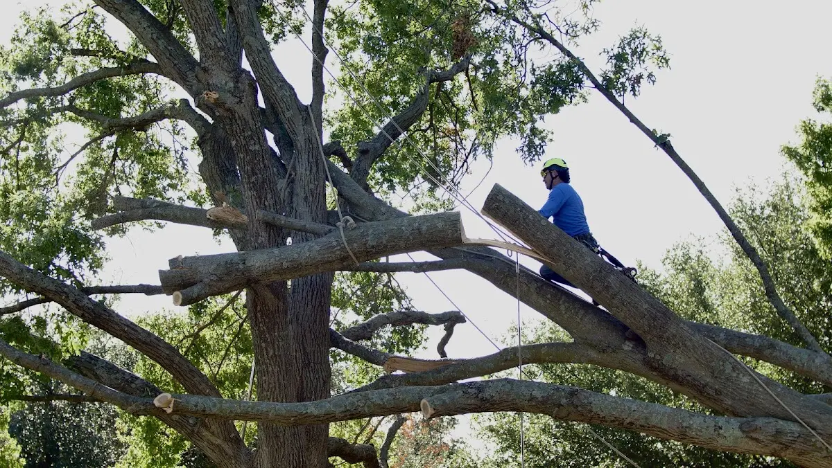 Professional Crown Thinning performed by certified arborists in Bloomington Springs