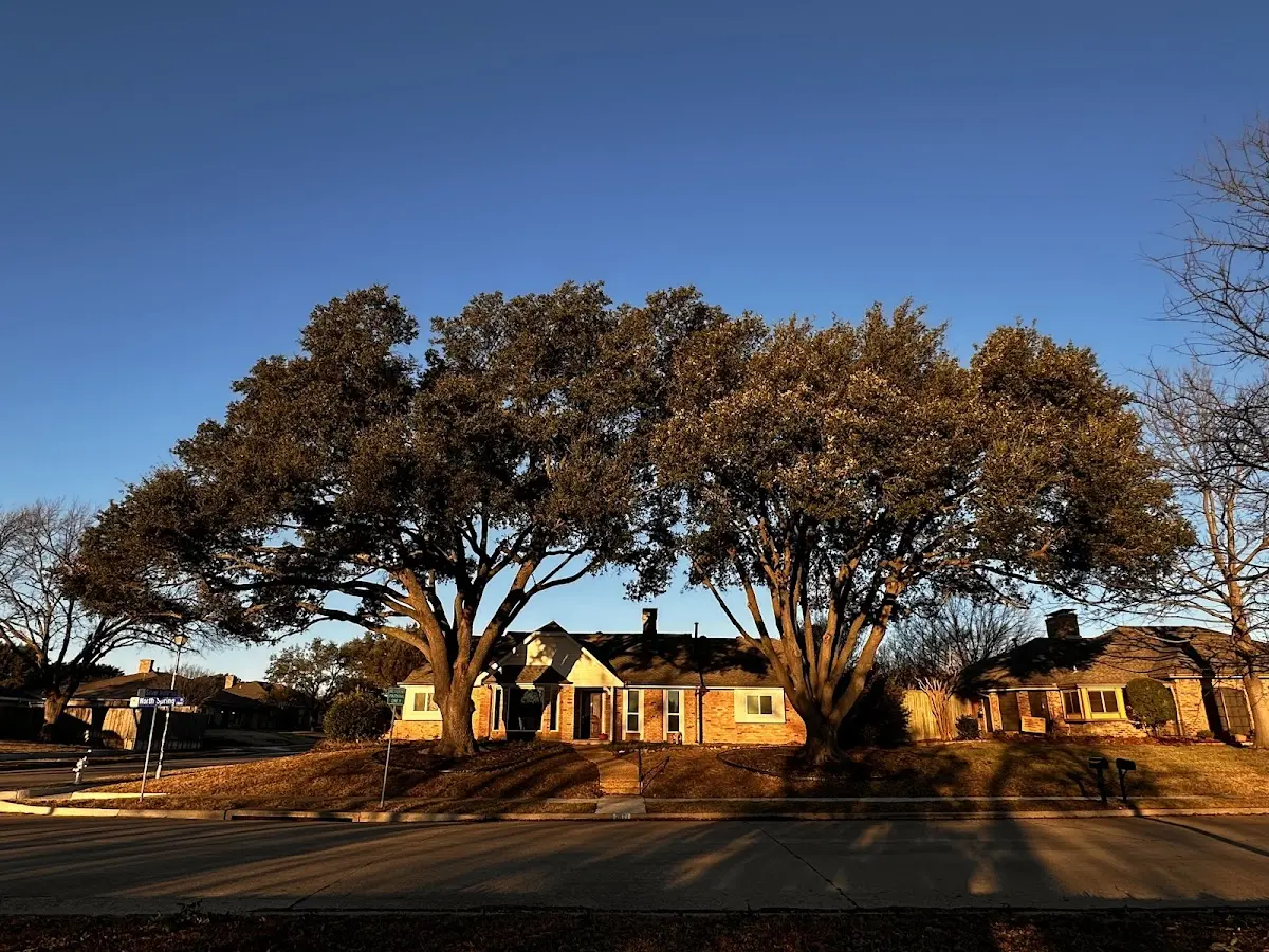 Established residential canopy tree shading a home in Bloomington Springs